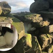 Rescuers had to pull down a wall in County Durham to rescue stranded cat