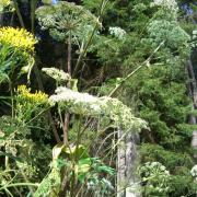 Advice for pet owners after dog dies following contact with giant hogweed. Picture: Canva