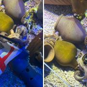 Meet Beth Mead the octopus – named after the historic Euro final winner