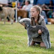 Well manicured show contestant, with proud owner, at Wolsingham Show at weekend                  Picture: SARAH CALDECOTT