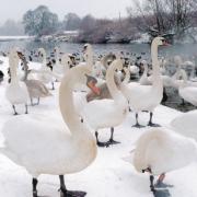 SWANNING ABOUT: The wintry scene at Riverside Park in Chester-le-Street