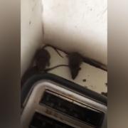 The shocking moment Christina Lincoln from Gilesgate found rats running around her toaster in her 'infested' home. Picture: NORTHERN ECHO