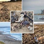 North East sea life deaths: How crisis has decimated shellfish along the coast