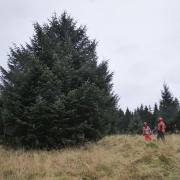 The massive 43-foot tree from Kielder Forest which will stand under Big Ben following a 330-mile journey south.