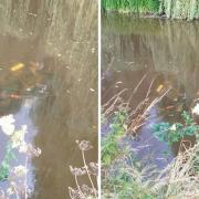 The bike was found in the River Skerne in Darlington's South Park.