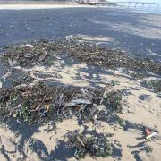 Hundreds of marine animals wash up dead at Saltburn