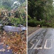 Felled trees in County Durham on Friday (October 20)