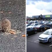 A video of several rats moving through a car park in Pity Me, Durham, was circulated by Durham County's Council's neighbourhood wardens page