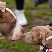 The Government announced in October that XL Bully breeds would be added to the list of those banned under the Dangerous Dogs Act