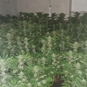 Cannabis farm in Winlaton