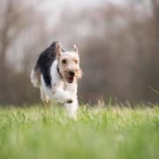 Dog walking field plans