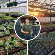 After a popular first season, more growth is on the horizon for budding entrepreneur, Ben Sanderson as he expands the size and range of his seasonal nursery and garden centre, Ben’s Plants
