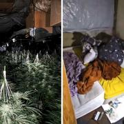 Cannabis plants seized in raid in Chopwell, Gateshead