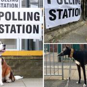 Dogs at Polling Stations