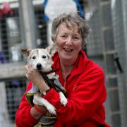 WOOF JUSTICE: Brenda Thackeray from Stray Aid in Coxhoe with 12-year-old Mabel, who is looking to be rehomed