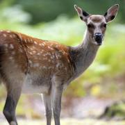 Police issue advice after injured deer spotted in neighbourhood