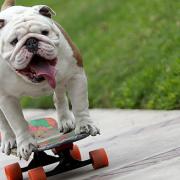 How to get rid of an earworm, and Otto the skateboarding bulldog makes everything better again