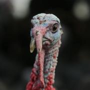 A free range turkey that will be in demand next weekend