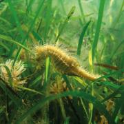 The plight of the Studland seahorse