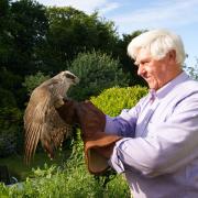 Neville Turner, the Teesdale vet, with an injured goshawk