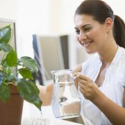 Plants in the office can boost well-being