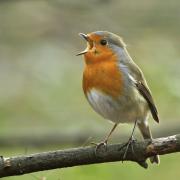FEATHERED FRIENDS: How many robins visit your garden?