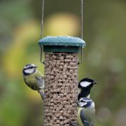 FEATHERED FRIENDS: Attracting birds to you garden brings joy all year round. Picture Nigel Blake - RSPB images
