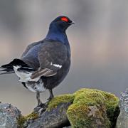 Black Grouse, one of the area's rarest birds. Picture: Margaret Holland