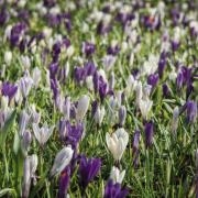 SPRING: Gary Richardson, a member of The Northern Echo Camera Club, snapped these colourful crocuses in a Darlington park. For more information about the club, see northernecho.co.uk/photos/cameraclub, or find it on Facebook