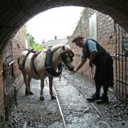 FAVOURITE WITH VISITORS: Pip in his home at Beamish Museum. Picture: Dan Meritt