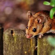A country mouse on rhe outside, and proud town mouse on the outside Pictre: PIXABAY