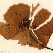 POIGNANT SYMBOL: One of the fragile pressed poppies sent by John Harkess to his wife, Ann. Picture courtesy of DCRO: D/X 1899
