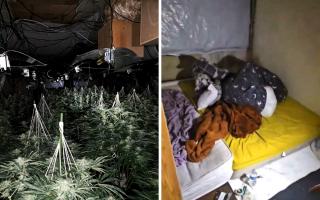 Cannabis plants seized in raid in Chopwell, Gateshead