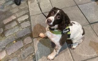 Charlie the sniffer dog Credit: DURHAM CONSTABULARY