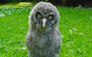 Atlas, the amazing Great Grey Owl