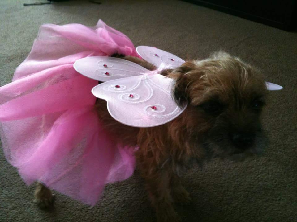 Kerry Harris from Ingelby Barwick sent in a picture of her Dog Tizzy