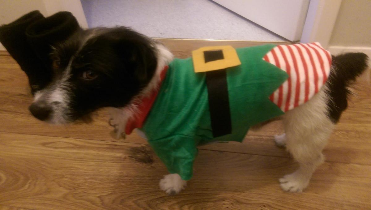 Lucy Whiteley from Darlington sent in this photo of her dog Jack
