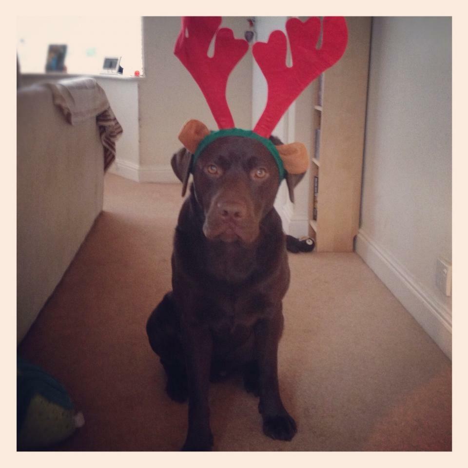 Nicola White from Skipton sent in this photo of her dog Twix.