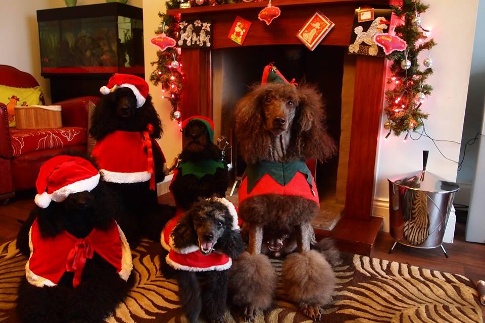 Melanie Callend from Howden-le-Wear sent this photo in of her Poodles Bettie, Dita, Charlie,Jet and Coco
