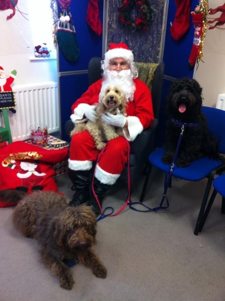 Joanne Harker from Darlington sent in this photo of her dogs Darcey, Freddie and Jasper