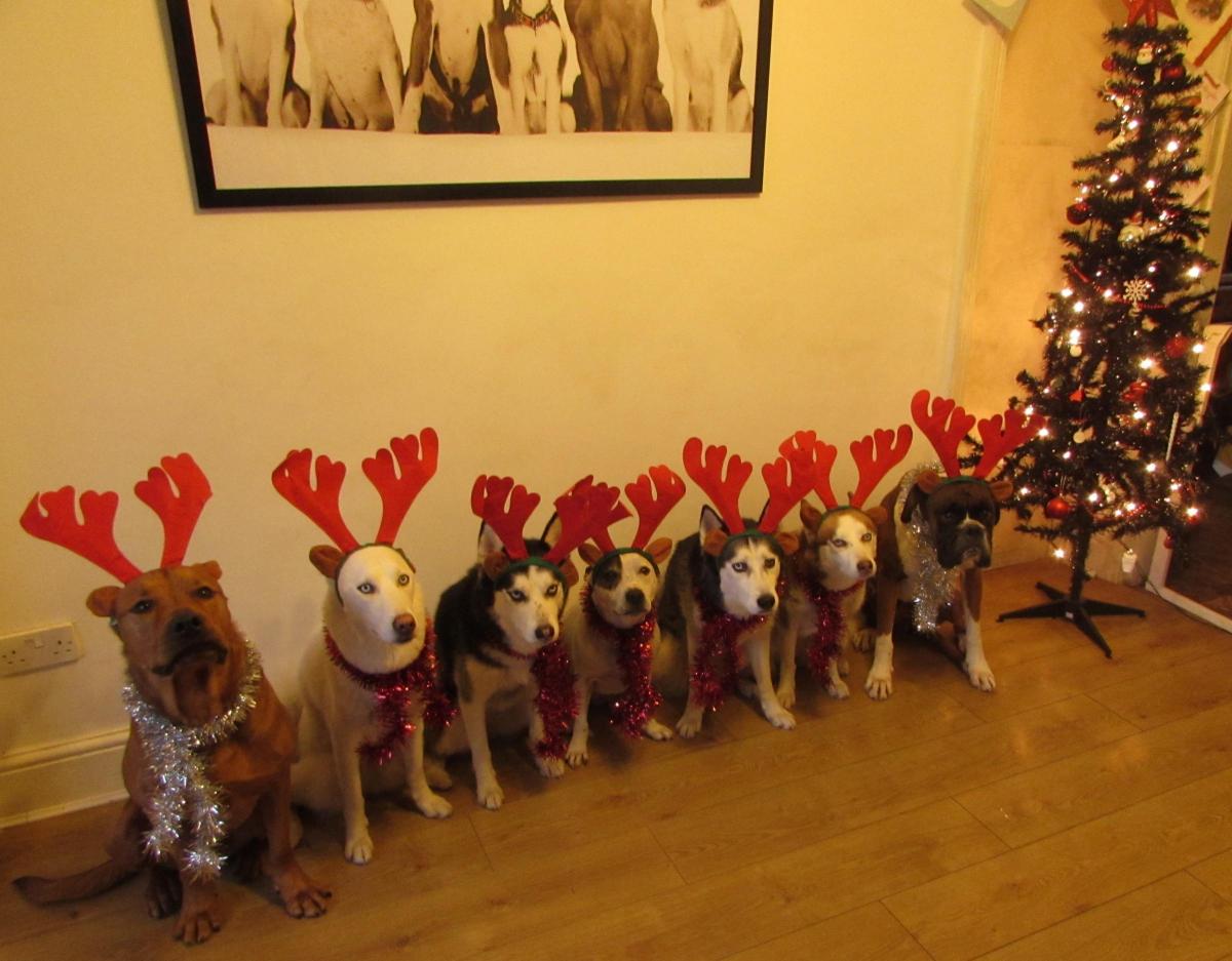 Cheryl Waddell from Consett sent in this photo of her dogs Rolo, Ice, Onyx, Roxy, Loki, Kiska & Sox