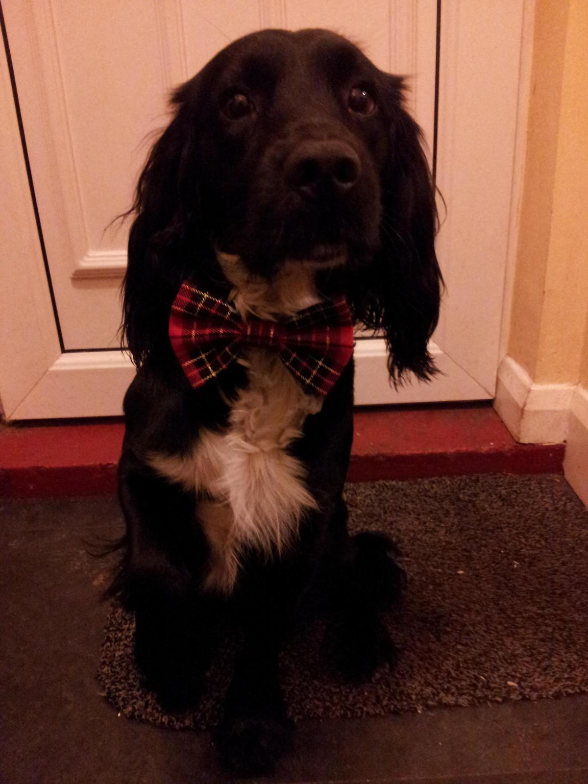 Jo Andrews from Darlington sent in this photo of her dog, Lenny
