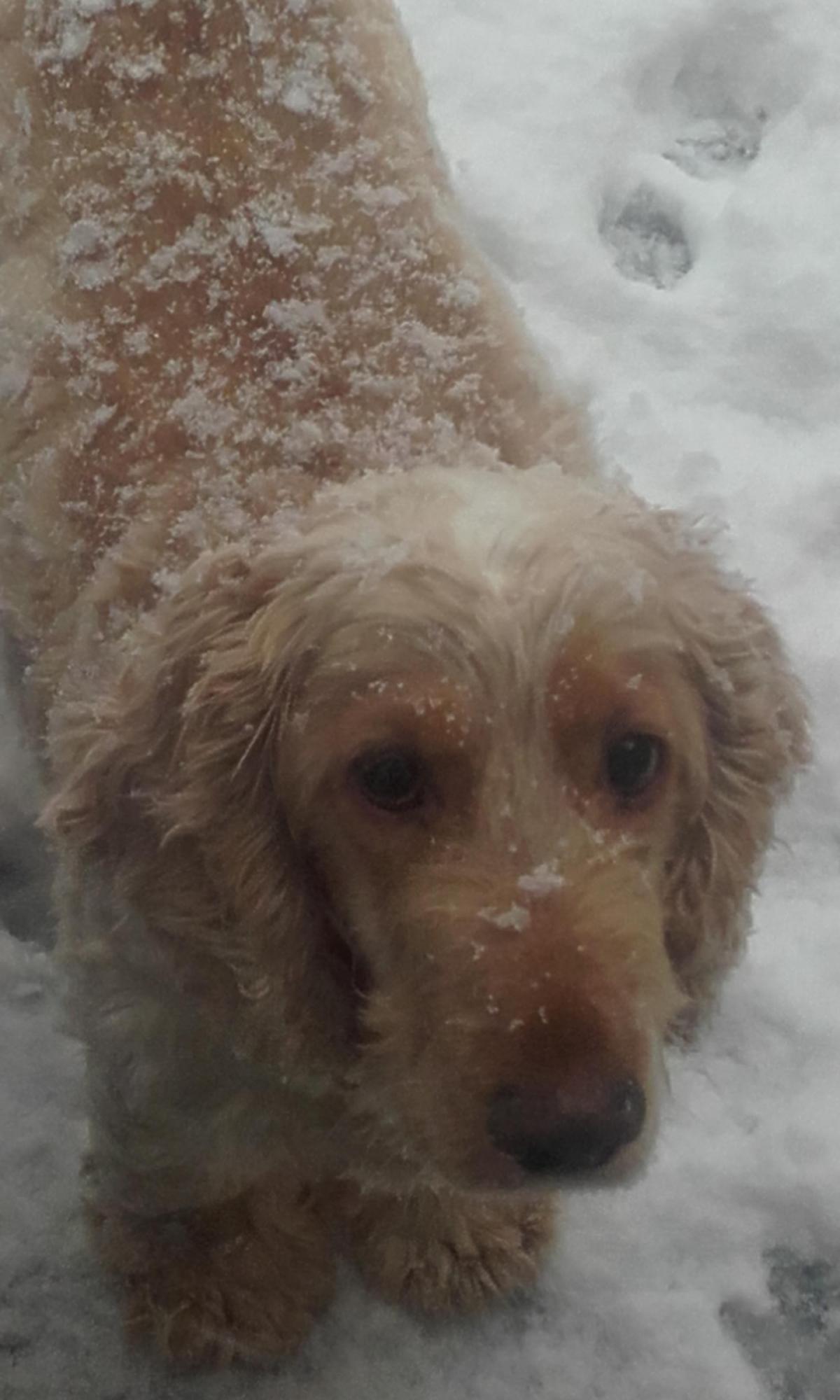 Nicola Boucher of Oakenshaw sent in this photo of her dog Milo