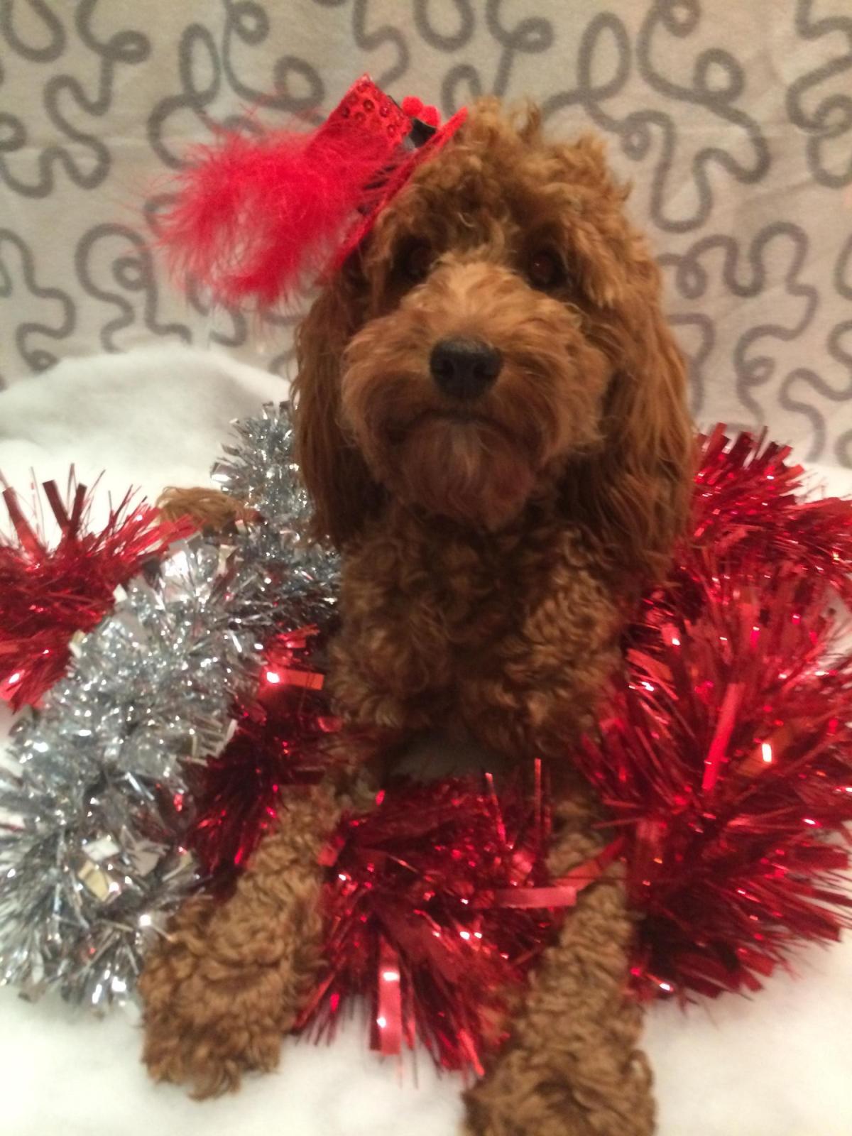Joanne Harker from Darlington sent in this photo of her dog Matilda