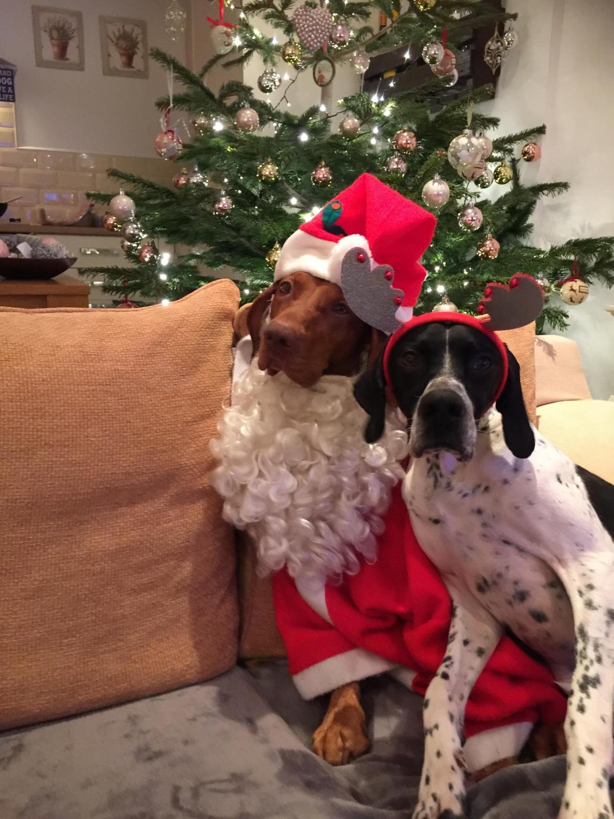 Leah Richardson from Seaham sent in this photo of her dogs Istvan and Seb.