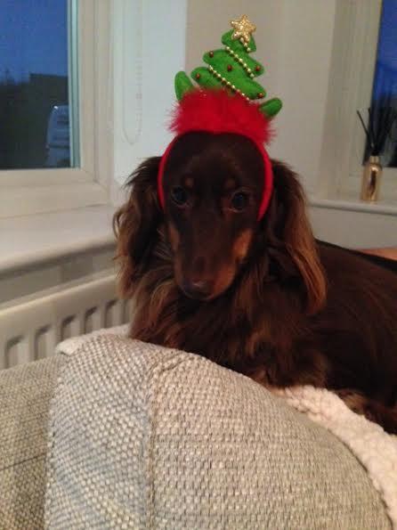 Evie & Darren Pickard, from Gateshead, sent in this picture of their dog, Lilly