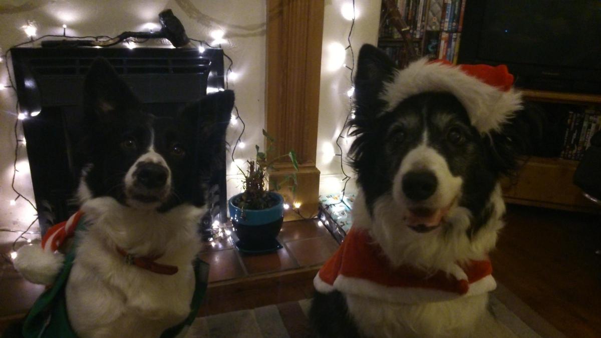 Charlotte Wiper from Darlington sent in this photo of her dogs Daisy and Cody