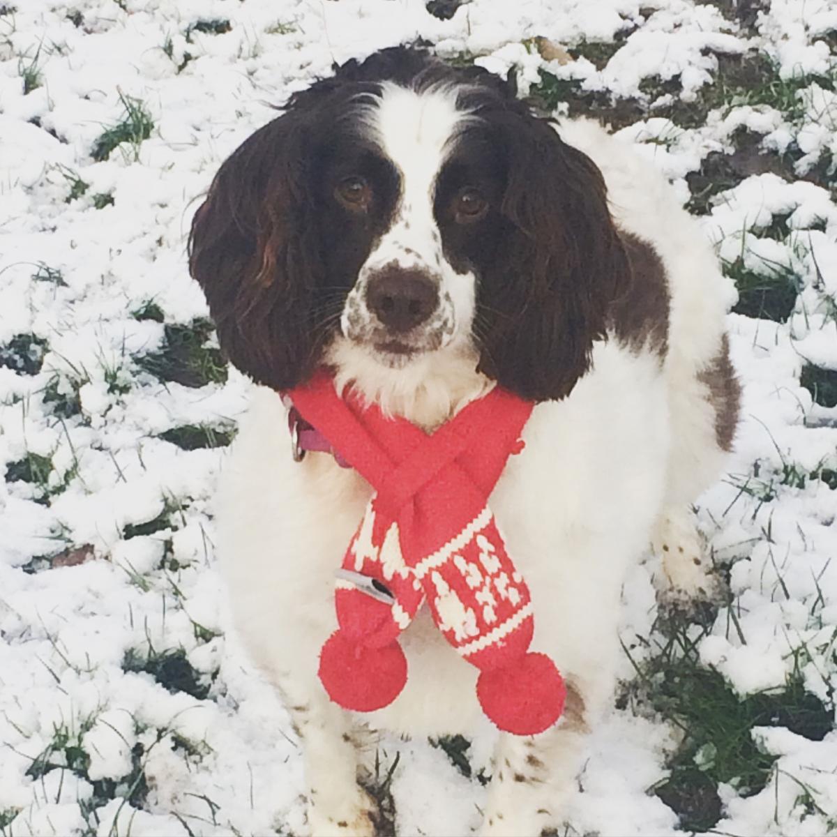 Julie Millward from Darlington sent in this picture of her  dog, Peggy