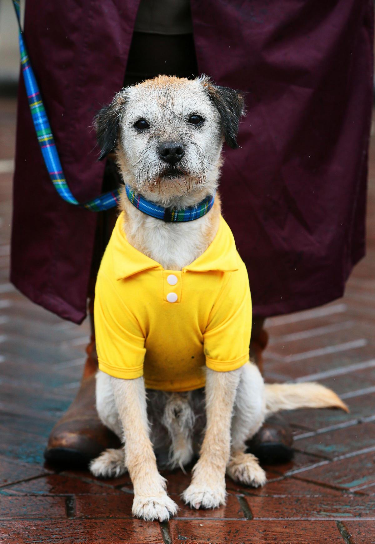 Norman wearing his yellow t-shirt to watch the Tour de Yorkshire in Northallerton