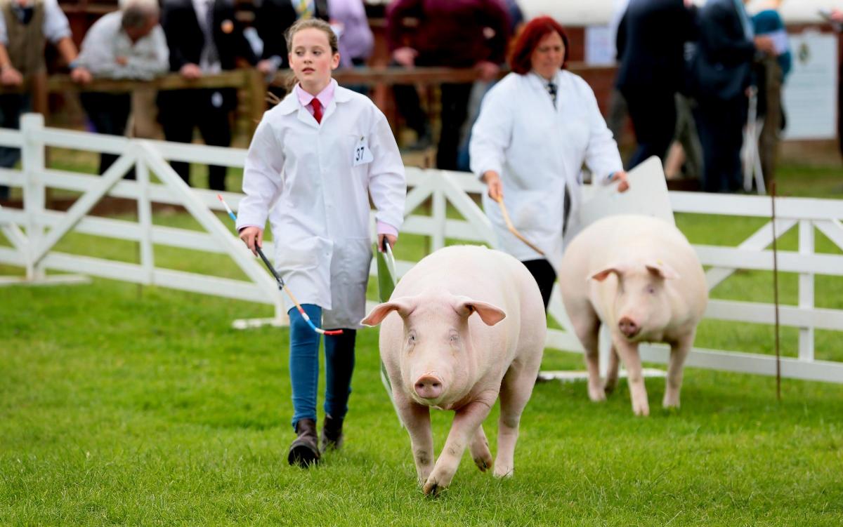 Day one of the Great Yorkshire Show 2016. Picture: SARAH CALDECOTT